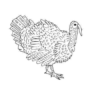 Vektör el çizimi, çizim çizimi, beyaz arka planda izole edilmiş hindi çizimi.