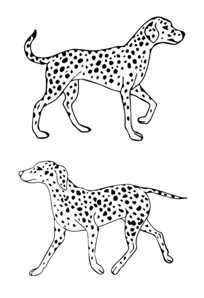 Vector Zwart Omtrek Hand Getekend Schets Doodle Dalmatische Hond Geïsoleerd — Stockvector