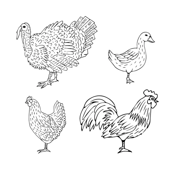 Conjunto Vetores Rabiscos Desenhados Mão Esboço Aves Domésticas Isoladas Sobre — Vetor de Stock