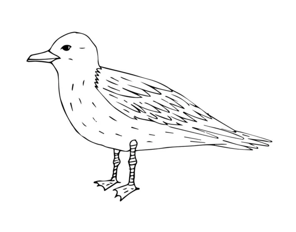 在白色背景下孤立的矢量手绘草图海鸥 — 图库矢量图片