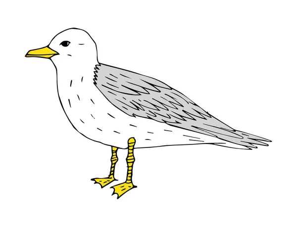 白色背景下孤立的矢量手绘彩色草图海鸥 — 图库矢量图片