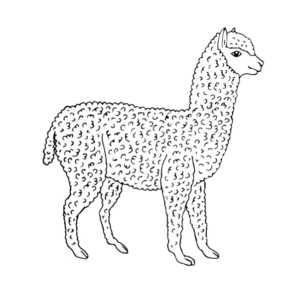 Vector Χέρι Σχέδιο Alpaca Απομονωμένο Λευκό Φόντο — Διανυσματικό Αρχείο
