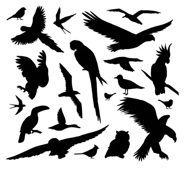 在白色背景上孤立的一组不同的黑色野生鸟类的矢量丛 — 图库矢量图片