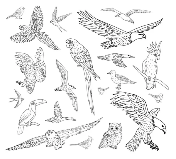 異なる手のベクトルセットバンドル野生の鳥を描く — ストックベクタ