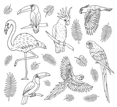 Vektör kümesi el çizimi çizimi çizim taslağı beyaz arkaplanda izole edilmiş tropikal kuşlar
