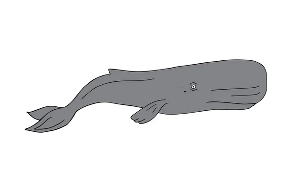 ベクトル手描き人形スケッチ精子クジラキャシャロット隔離上の白の背景 — ストックベクタ