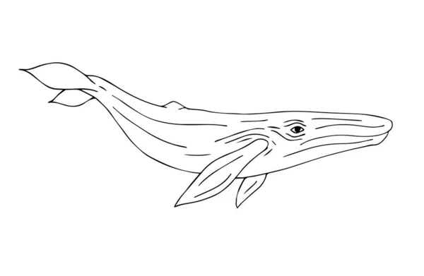 白地に隔離されたベクトル手描きのドアスケッチブルークジラ — ストックベクタ