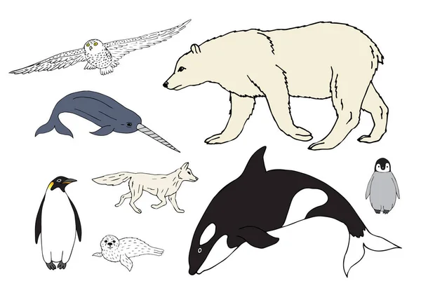 Vektorový Set Svazek Barevných Ručně Kreslené Čmáranice Polární Severní Zvířata — Stockový vektor
