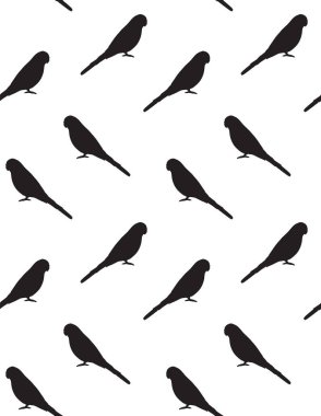 Siyah muhabbet kuşunun pürüzsüz deseni