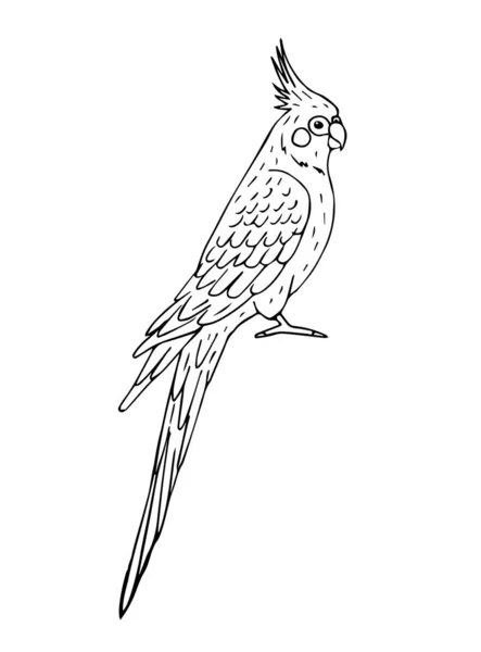 Vetor mão desenhada doodle corella cockatiel papagaio —  Vetores de Stock