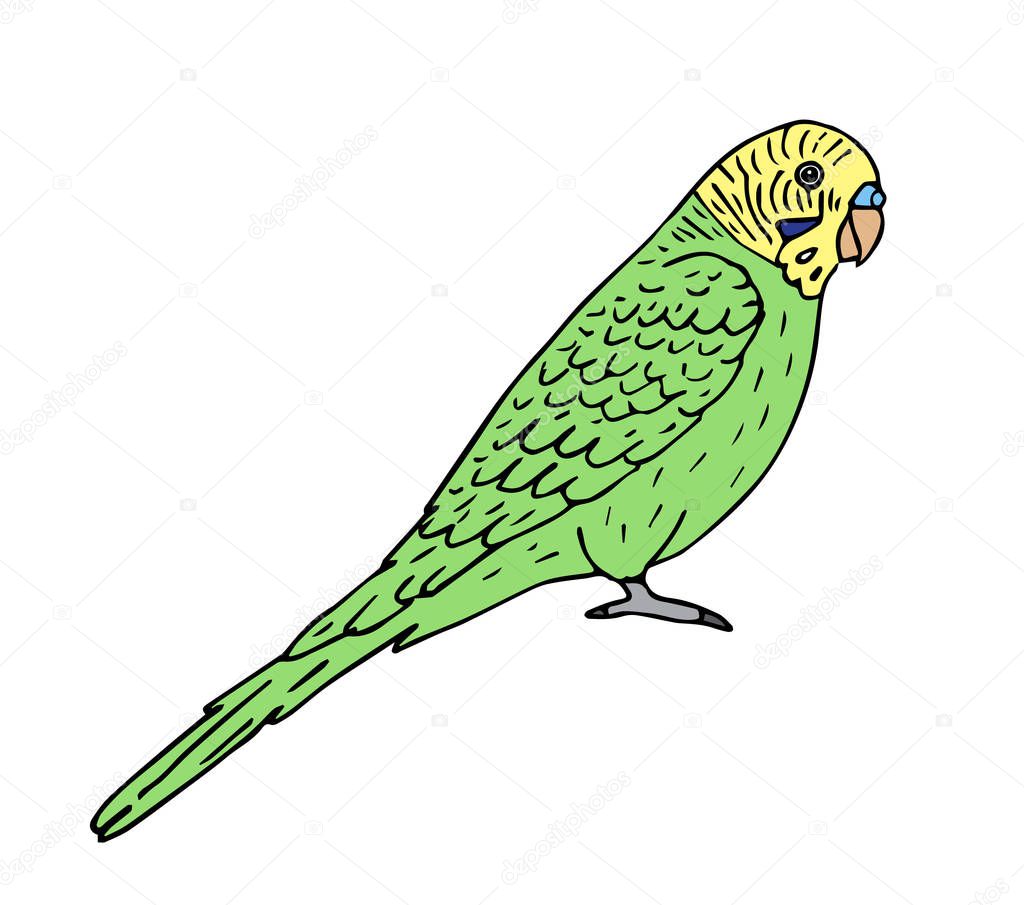 Featured image of post How To Draw A Realistic Parakeet Draw a circle as a guide for the top part of the budgie s body
