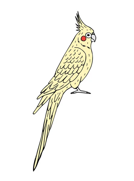 Vektor Ručně Kreslené Čmáranice Barevné Corella Cockatiel Papoušek Izolované Bílém — Stockový vektor