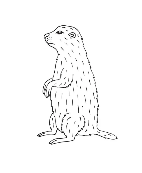 Vector Hand Getekend Doodle Schets Marmot Aardvarken Geïsoleerd Witte Achtergrond — Stockvector