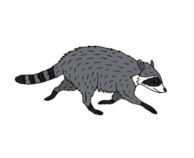 Vektör eli çizilmiş renkli karalama çizimi beyaz arkaplanda izole edilmiş rakun