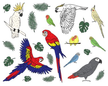 Vektör demeti el çizimi karalama çizimi beyaz arkaplanda izole edilmiş farklı renkli papağanlar