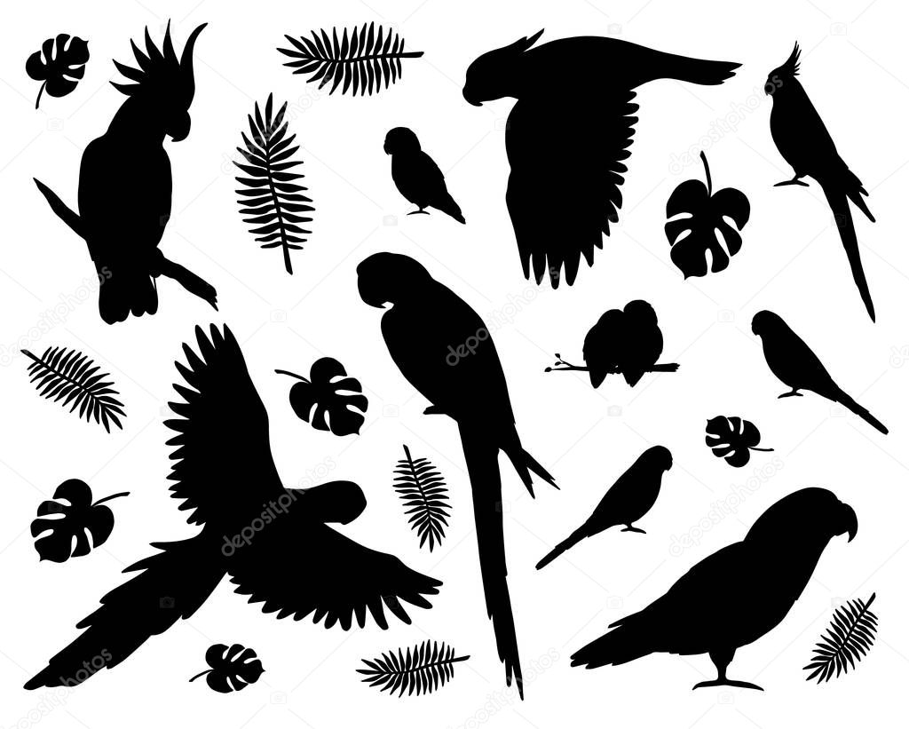 Vector set bundle of black different parrots silhouette isolated on white background