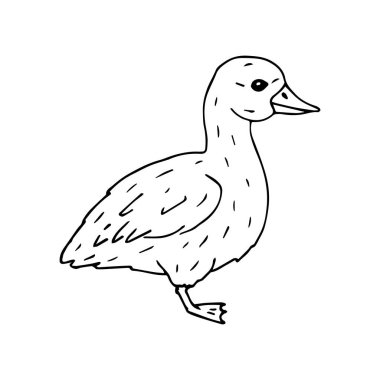 Vektör el çizimi çizimi beyaz arka planda izole bebek ördek resmi