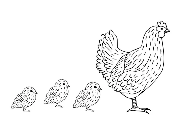 Vector Handgezeichnete Doodle Skizze Huhn Und Baby Küken Isoliert Auf — Stockvektor