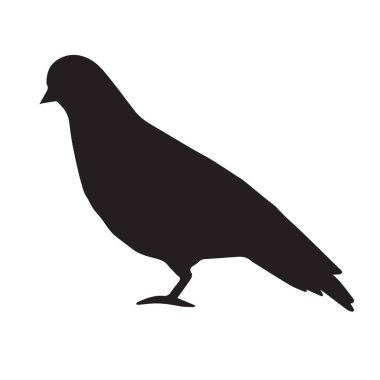 Beyaz arkaplanda siyah güvercin silueti izole edildi