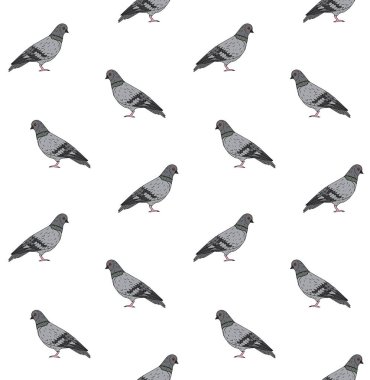 Beyaz arka planda izole edilmiş, el çiziminin kusursuz çizim güvercini.