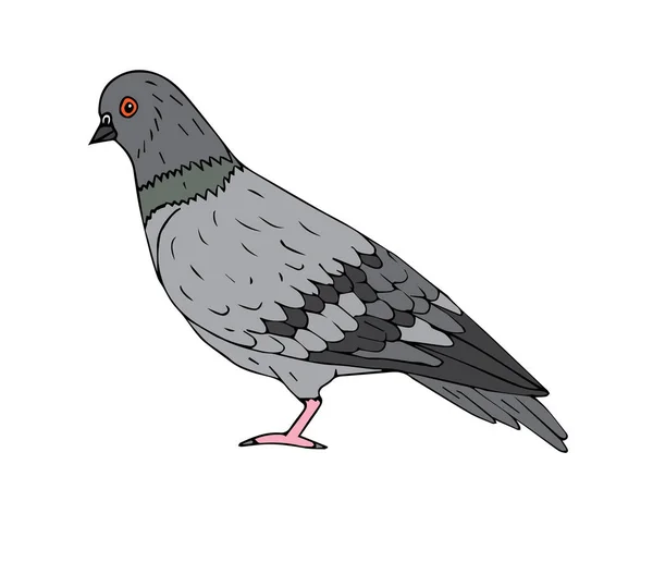 Pigeon Croquis Vectoriel Dessiné Main Isolé Sur Fond Blanc — Image vectorielle