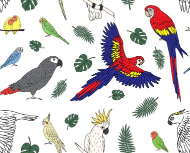 El çiziminin kusursuz deseni. Beyaz arkaplanda izole edilmiş renkli papağanlar.