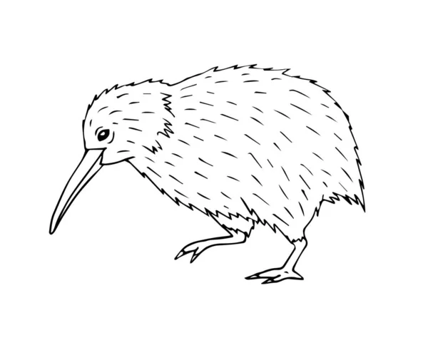 ベクトル手描きのドアスケッチ白い背景に隔離されたキウイ鳥 — ストックベクタ