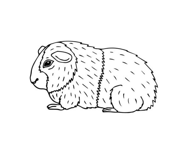 Векторный Рисунок Ручной Работы Морской Свинки Белом Фоне — стоковый вектор