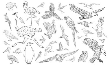 Farklı el çizimlerinden oluşan vektör demeti beyaz arkaplanda izole edilmiş yabani kuşlar çiz