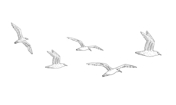 Векторная Иллюстрация Летающей Чайки — стоковый вектор