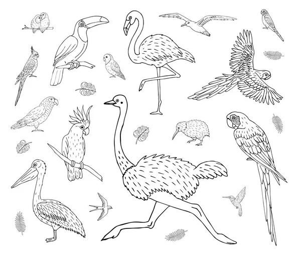 Conjunto Vetores Rabiscos Desenhados Mão Esboço Aves Selvagens Tropicais Isoladas — Vetor de Stock