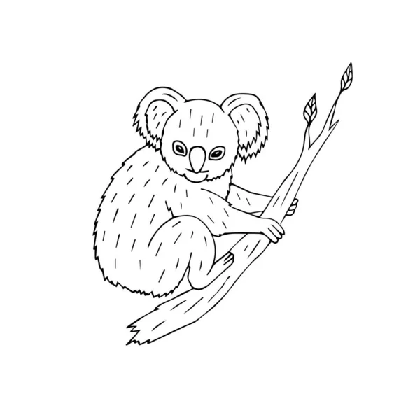 Vector Dibujado Mano Doodle Bosquejo Koala Color Sentado Rama Del — Archivo Imágenes Vectoriales