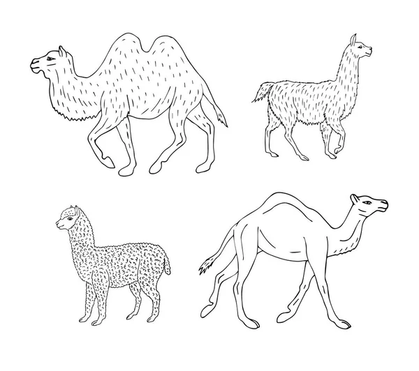 Conjunto Vectores Lhamas Camelos Desenhados Mão Sobre Fundo Branco — Vetor de Stock