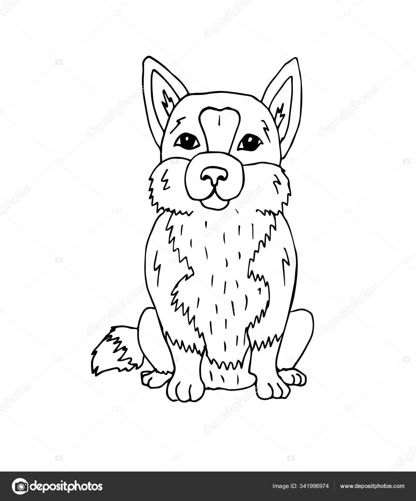 矢量手绘涂鸦素描科吉犬分离于白色背景 图库矢量图像 C Swetsol 矢量手绘涂鸦素描科吉犬分离于白色背景 图库矢量图像 C Swetsol