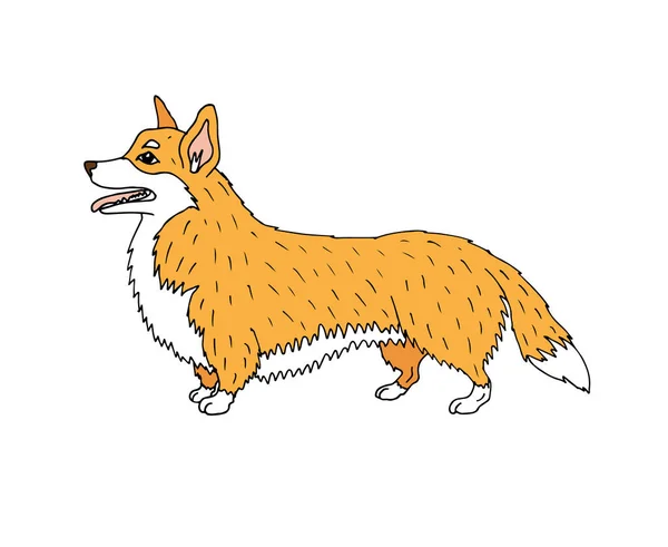 白い背景に隔離されたベクトル手描きの落書きスケッチ色のコーギー犬 — ストックベクタ