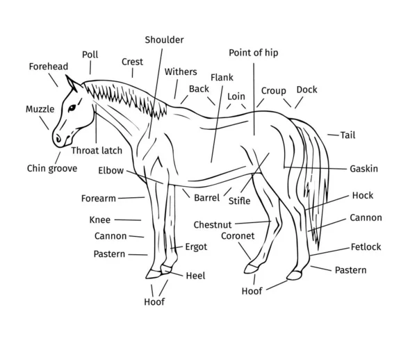 Vector Bosquejo Info Gráfico Dibujado Mano Doodle Boceto Caballo Piezas — Vector de stock