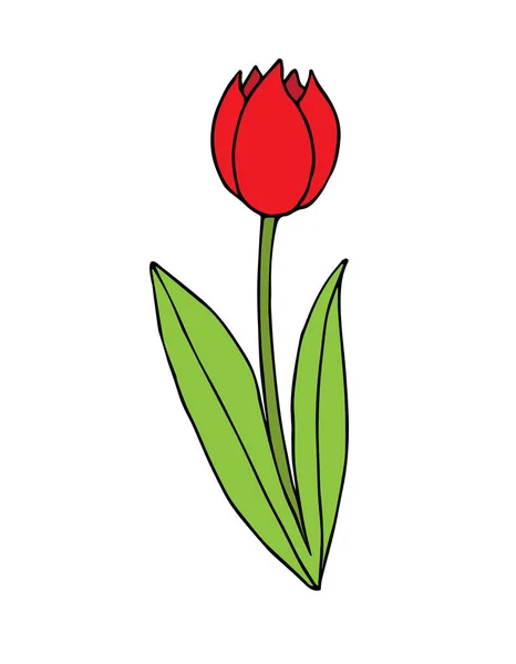 Vector Hand Drawn Doodle Sketch Colored Tulip Flower Isolated White — Stock Vector