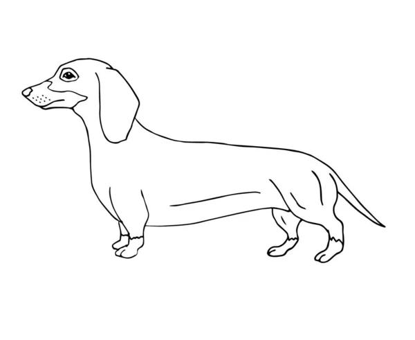Vector Handgezeichnet Doodle Skizze Dackel Hund Isoliert Auf Weißem Hintergrund — Stockvektor