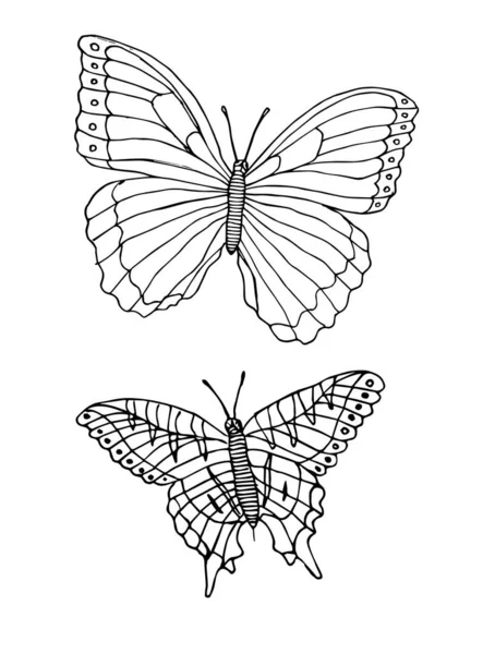 Ilustración Vectorial Una Mariposa — Archivo Imágenes Vectoriales