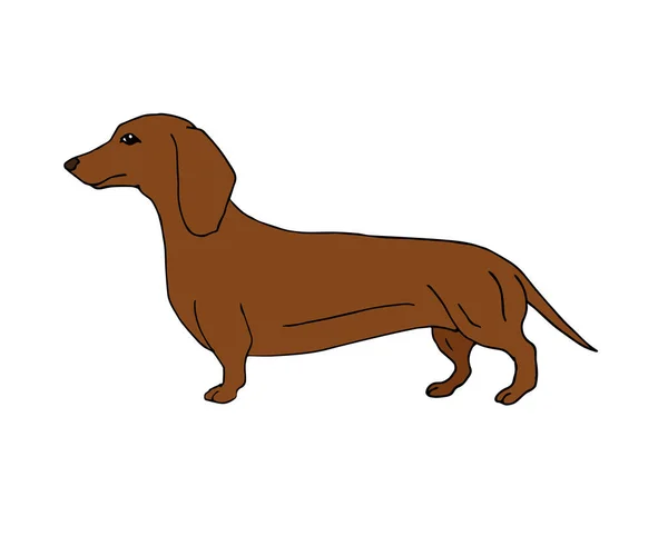 Vector Mão Desenhada Doodle Esboço Marrom Cão Dachshund Isolado Fundo — Vetor de Stock