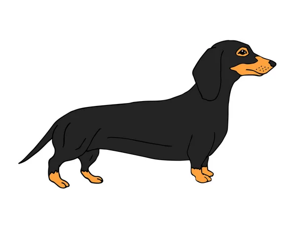 Vector Handgezeichnet Doodle Skizze Farbigen Dackel Hund Isoliert Auf Weißem — Stockvektor
