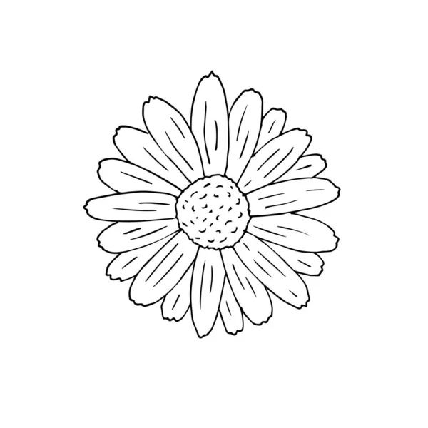 Flower Icon Simple Illustration Daisy Vector Pictogram Web — Stock Vector