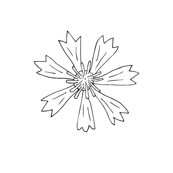 Vector Mão Desenhada Doodle Esboço Cornflower Isolado Fundo Branco — Vetor de Stock