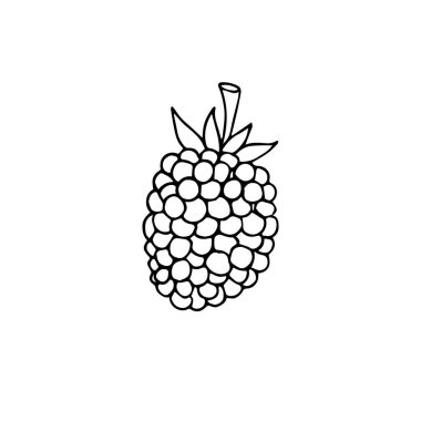 Vektör el çizimi beyaz arkaplanda izole edilmiş Blackberry çizimi