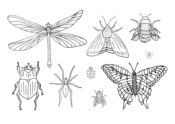 Insieme Vettoriale Fascio Scarabocchi Disegnati Mano Insetti Isolati Sfondo Bianco — Vettoriale Stock