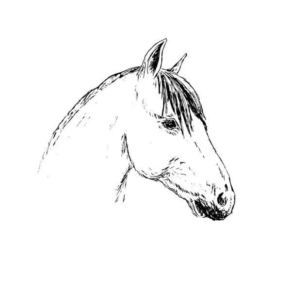 Silhueta Cavalo Isolado Fundo Branco —  Vetores de Stock