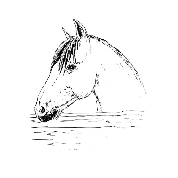 Silhueta Cavalo Isolado Fundo Branco — Vetor de Stock