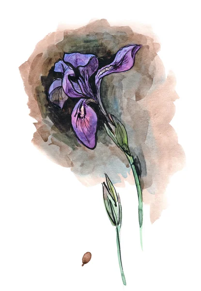 Suluboya el illüstrasyon koyu arka plan üzerinde yalnız Iris ile boyalı — Stok fotoğraf