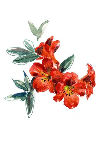 Ilustración pintada a mano en acuarela con petunia roja sobre fondo blanco — Foto de Stock
