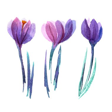 Suluboya el boyanmış çiğdemler izole